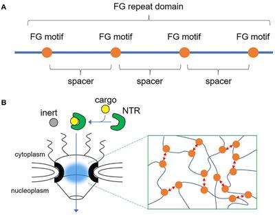 New Family Members of FG Repeat Proteins and Their Unexplored Roles During Phase Separation